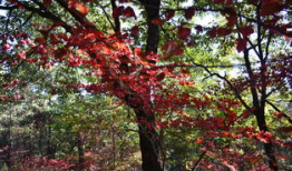 红叶视频,捕捉秋日美景的视觉盛宴